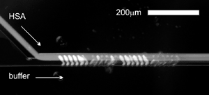 Image: The mixing of fluorescent human serum albumin [0.1 mMol/mL] and buffer solutions in the Herring-Bone type microfluidic mixer (Photo courtesy of P3SENS Consortium).